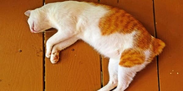 Ketika Kucing Mati Arwahnya Kemana? Beginilah Nasib Kucing Setelah Mati dalam Islam